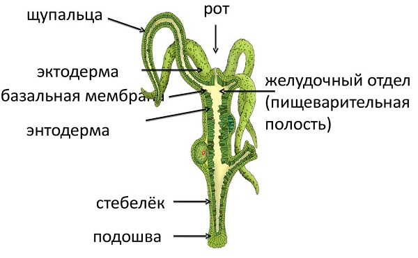 Кракен бошки